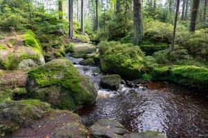 río en el bosque verde en primavera foto