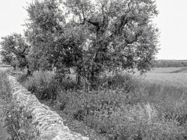 una toma en escala de grises de un campo con árboles bajo un cielo nublado foto