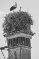 tiro vertical en escala de grises de hermosas cigüeñas encantadoras encaramadas en un nido en la parte superior de una torre foto
