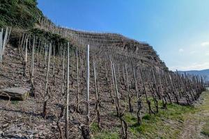 Vineyard without crop in summer photo