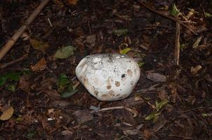 beautiful mushrooms in autumn, poisonous photo