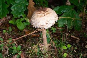 beautiful mushrooms in autumn, poisonous photo