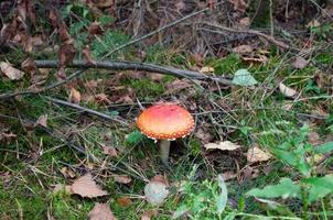 beautiful mushrooms in autumn, poisonous photo