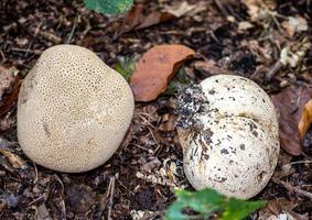 hermosas setas en otoño, venenosas foto