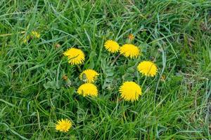 yellow dandelions in grass photo