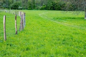 fence in the field photo