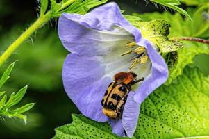 A selective focus shot of a beetle on a flowerblauer photo