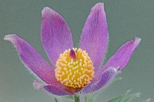 Macro shot of a purple coneflower over a light grey background photo