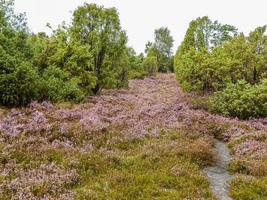 landscape with trees photo