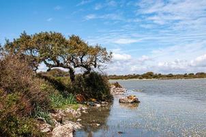 Calm sea and plants on the shore photo