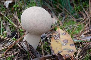 hermosas setas en otoño, venenosas foto