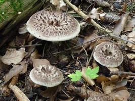 beautiful mushrooms in autumn, poisonous photo