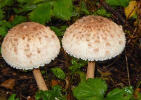 beautiful mushrooms in autumn, poisonous photo