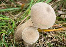 beautiful mushrooms in autumn, poisonous photo