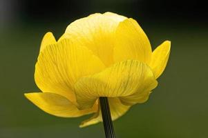 Close-up shot of a yellow Trollius grown in the garden photo