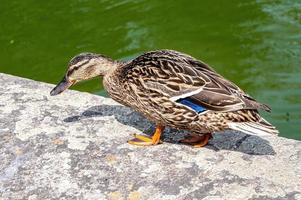 Close-up shot of a cute small Salvadori's teal on the riverside photo