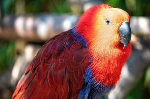 Closeup shot of a beautiful, colorful parrot under the sun photo