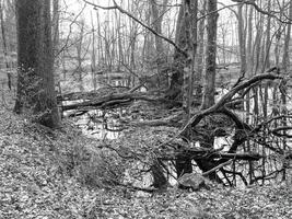 landscape with trees photo