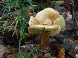beautiful mushrooms in autumn, poisonous photo