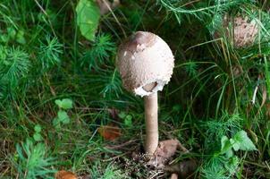 beautiful mushrooms in autumn, poisonous photo