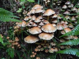 beautiful mushrooms in autumn, poisonous photo