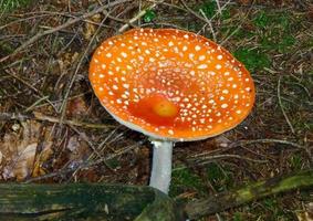 beautiful mushrooms in autumn, poisonous photo