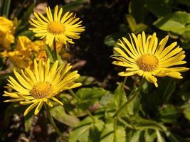 Doronicum Orientale yellow flower in the spring photo