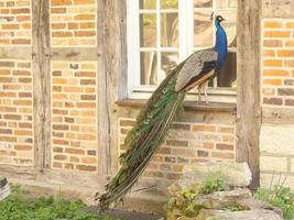 peacock in front of a house at a window photo