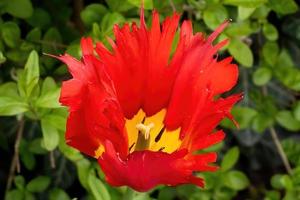 tulip in the garden photo