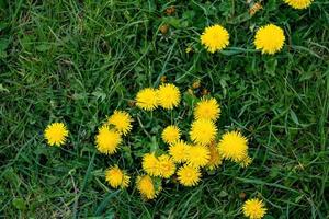 yellow dandelions in the grass photo