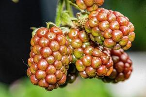 Primer plano de moras no maduras que crecen en un jardín con un fondo borroso foto