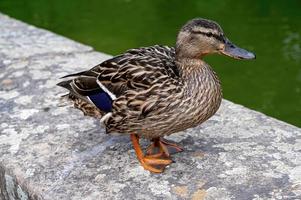 Close-up shot of a cute small Salvadori's teal on the riverside photo