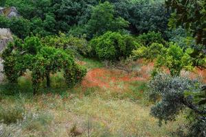 paisaje con arboles foto