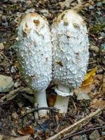 beautiful mushrooms in autumn, poisonous photo