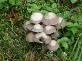 beautiful mushrooms in autumn, poisonous photo