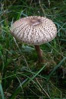beautiful mushrooms in autumn, poisonous photo