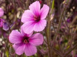 Geranium maderense pink flower photo