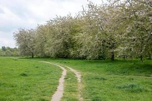 árbol floreciente en primavera foto