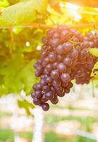 uvas rojas en el viñedo listas para la cosecha foto
