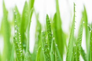 Fresh green wheat grass with drops dew photo