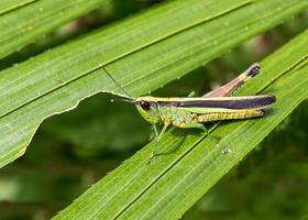 Grasshopper on green leaf in the forest photo