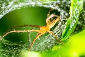 araña y tela de araña en la hoja verde en el bosque foto