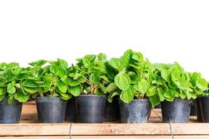 planta de fresa joven en maceta de plástico negro sobre blanco foto