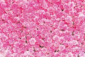 Beautiful Pink carnation flower background photo