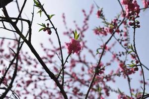 Peach blossom in full bloom during spring time, Japan photo