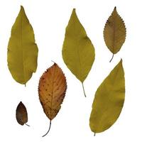 Bright yellow autumn leaves set, isolated object, cutout, isolated element on white background, seasonal spring or summer colorful mood, soft focus and clipping path photo