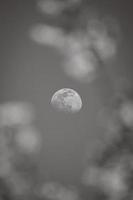 Connecticut-The Moon seen through the blossoming flowers photo