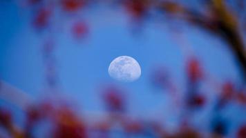 connecticut-la salida de la luna vista a través de los cerezos en flor foto