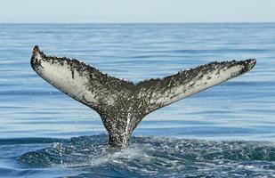 Distinctive Humpaback Whale Flukes on their way into the ocean photo