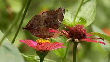 Butterflies have a combination of brown, yellow, and black colors looking for nectar in pink zinnia flowers video